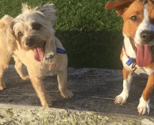 What should you look for in a dog walking business?