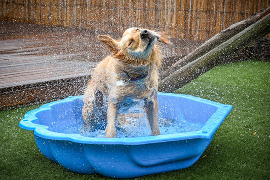 What Should You Look For in a Dog Daycare?