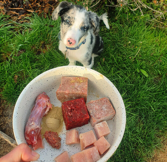 Raw Feeding For Puppies & Kittens