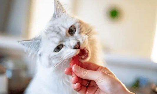Raw Feeding For Cats