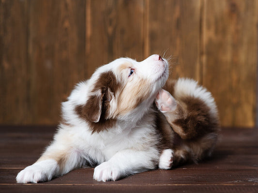 A Guide To Yeast Infections In Dogs & Cats