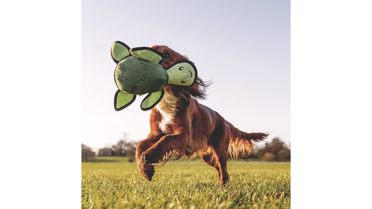 Tommy the Turtle