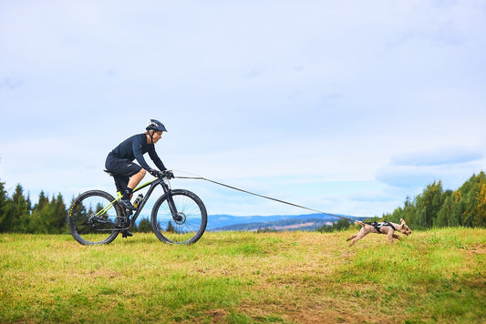 Bike Antenna Bikejoring